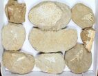 Flat: Cretaceous Marine Vertebrate Fossils - Pieces #96111-1